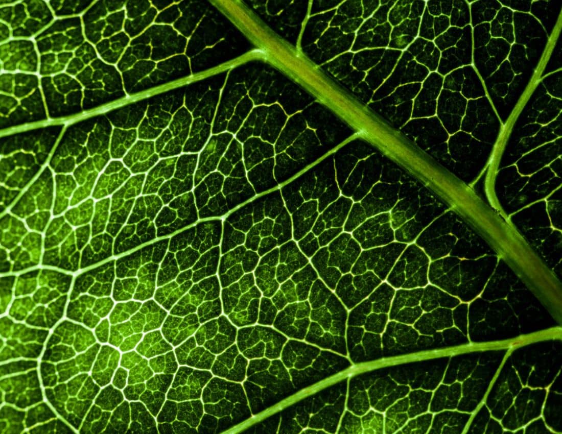 Green leaf
