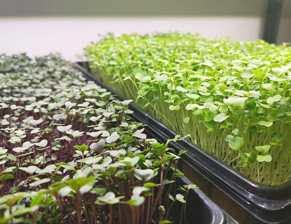 broccoli microgreens