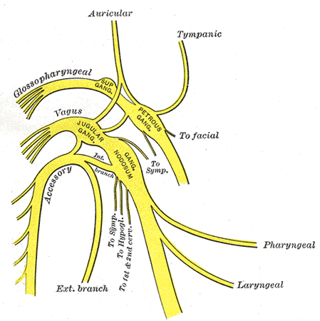 upper portions of glossopharyngeal