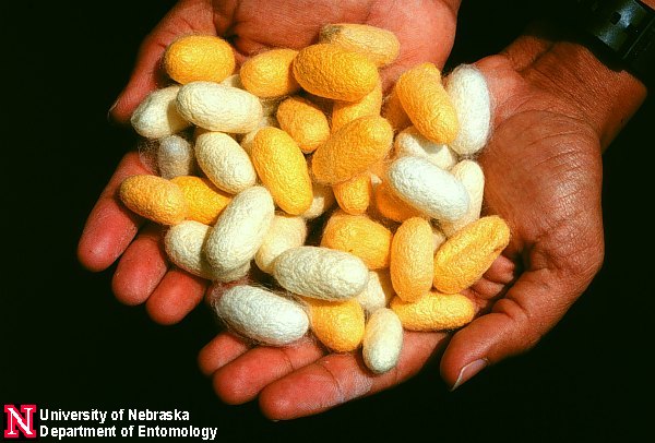silkw_cocoons