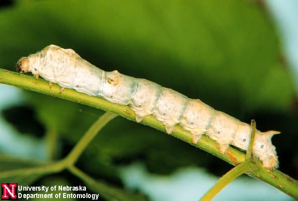 Mature Silkworm Nearly Ready to Spin a Cocoon and Pupate