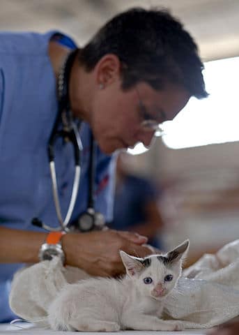 examining a cat