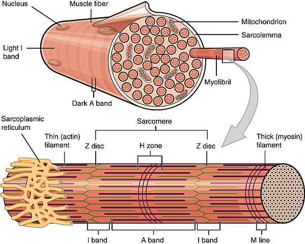 Muscle_Fibers