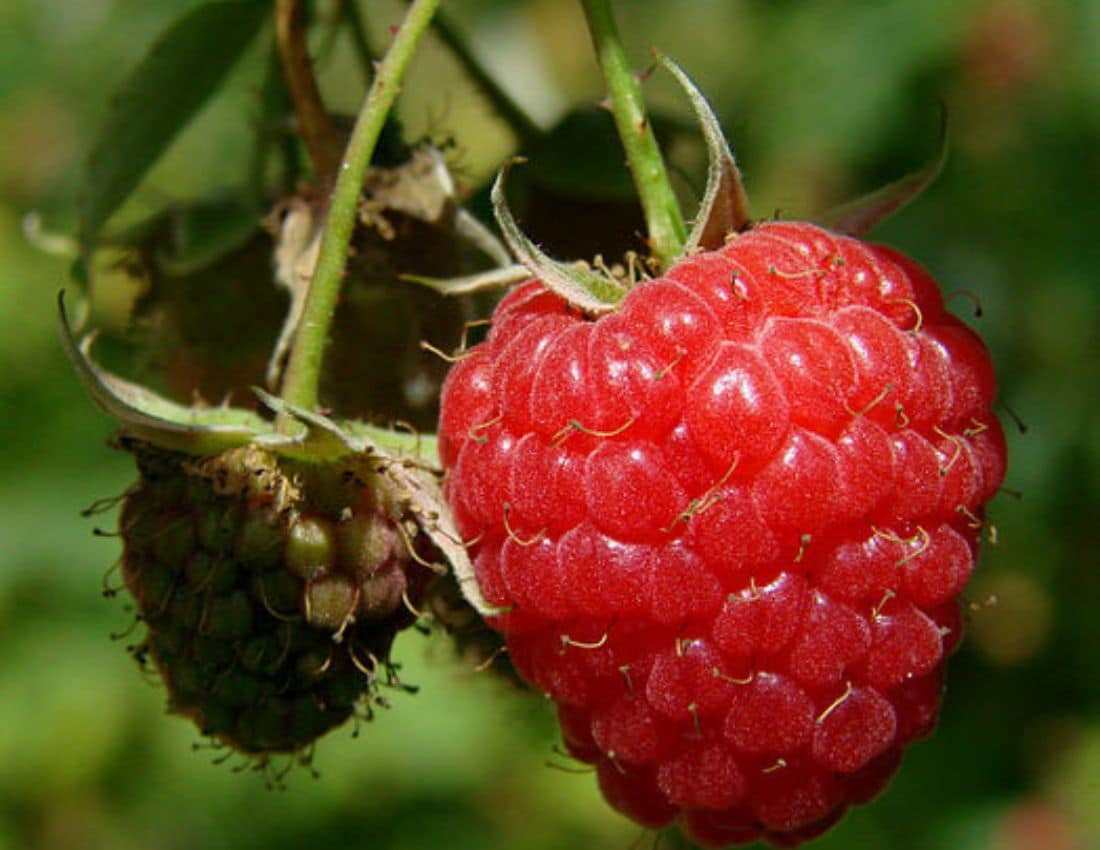 Framboise Margy