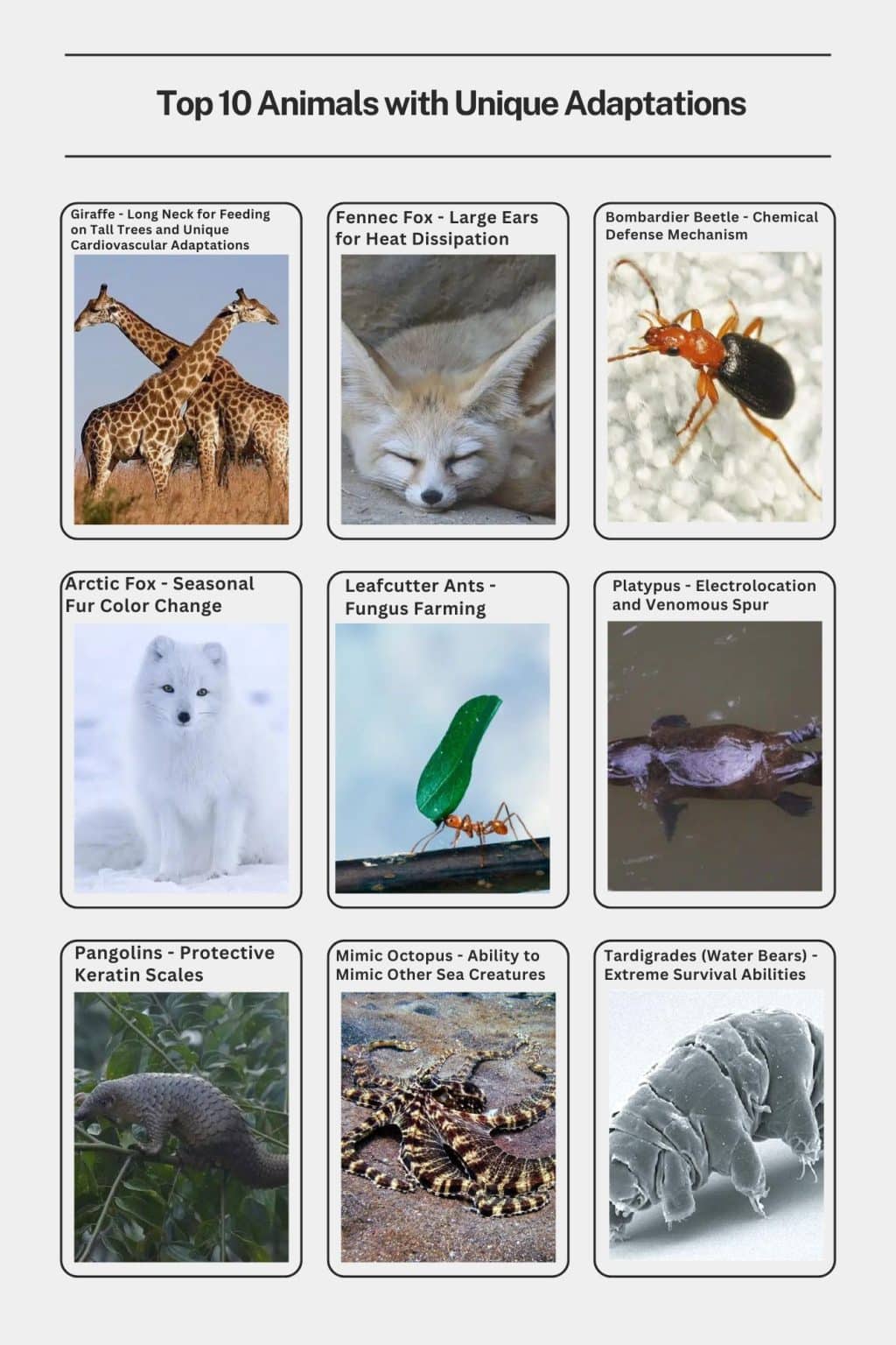 Top 10 Animals with Unique Adaptations - Smore Science