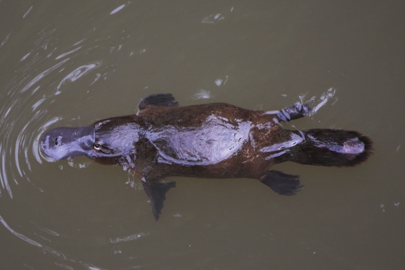 Platypus-Eungella