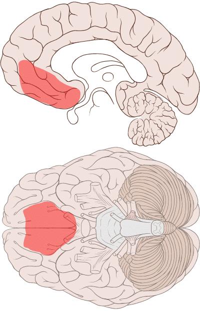 Prefrontal Cortex, The CEO Of The Brain Processes Involved In Decision ...