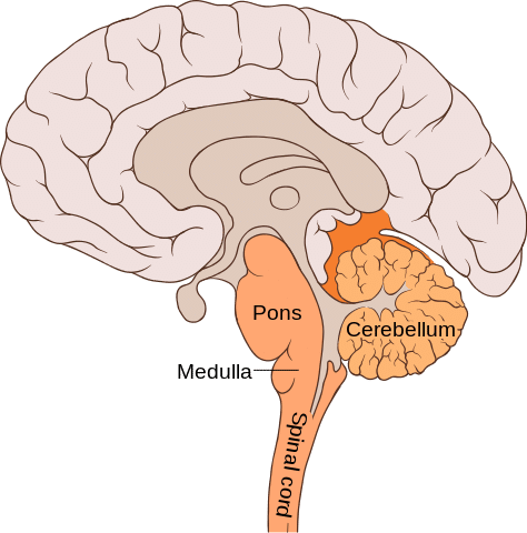A diagram of a brain