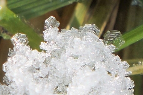 Close-up of ice crystals on a plant Description automatically generated