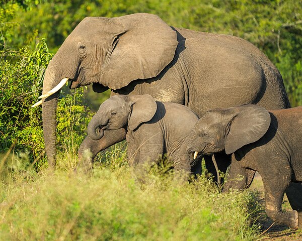 Elephants