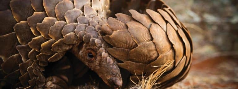 Top 10 Endangered Animals - Smore Science