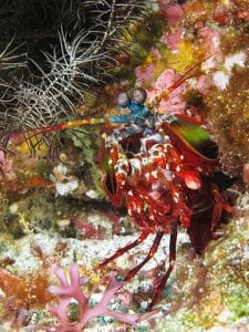 Top 10 Animals with the Best Eyesight - Smore Science
