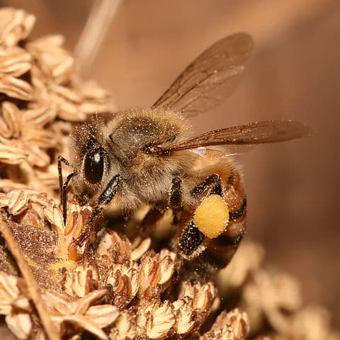 Bees