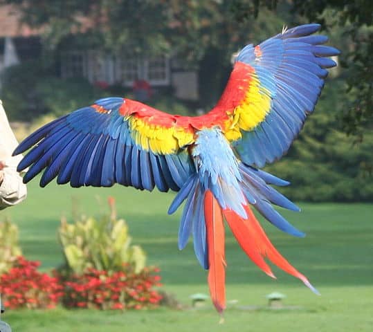parrot