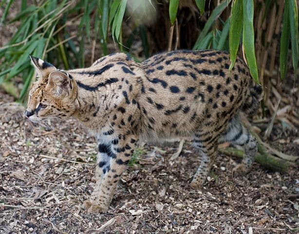 Top 10 Animals with the Best Eyesight - Smore Science