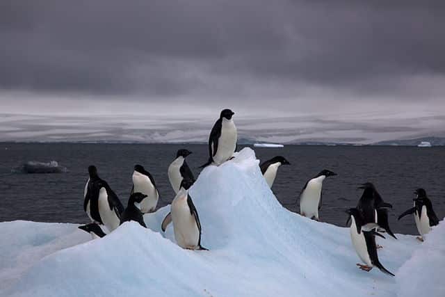 Penguins