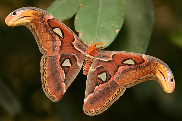 Moths