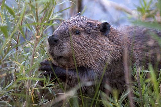 Beaver