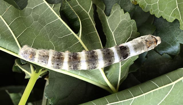 Silkworms