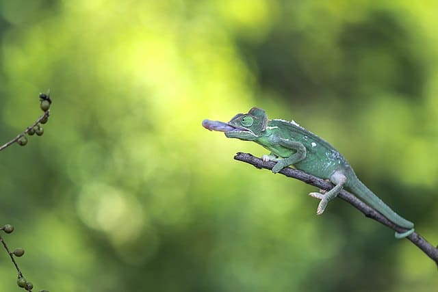 Chameleons