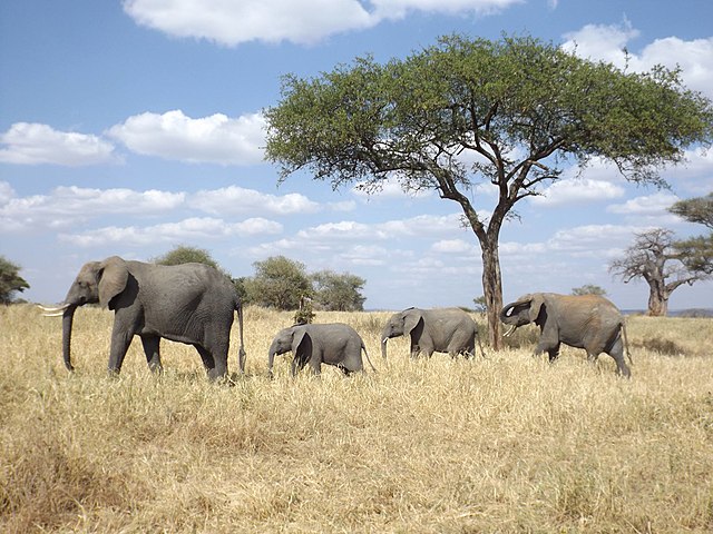 Elephants