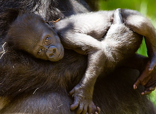 Gorilla