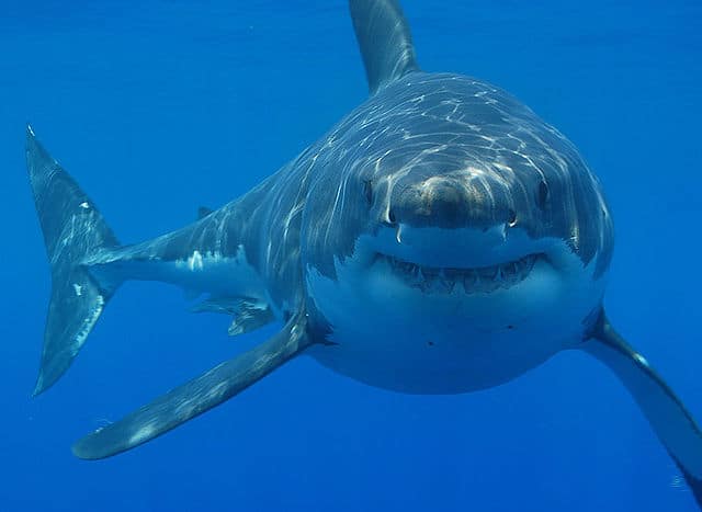 Great White Sharks