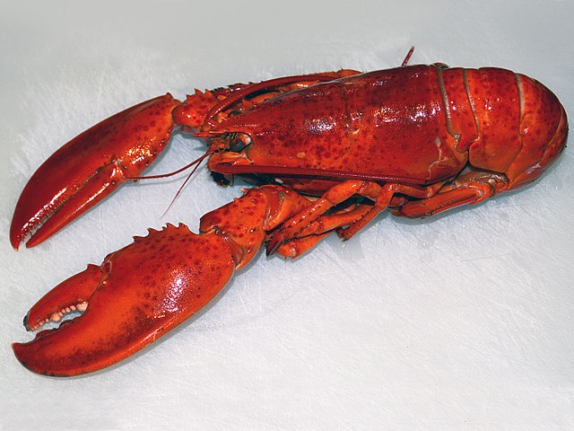 Lobster