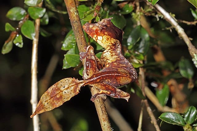 Leaf-tailed Geckos
