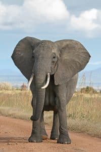An African Elephant in the savannah.