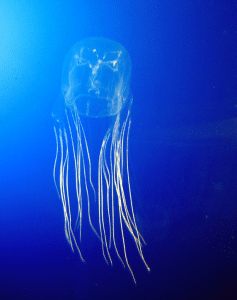A Box Jellyfish swimming in the ocean.