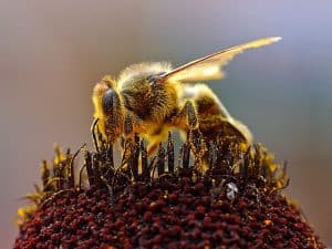 Top 10 Animals with the Best Eyesight - Smore Science