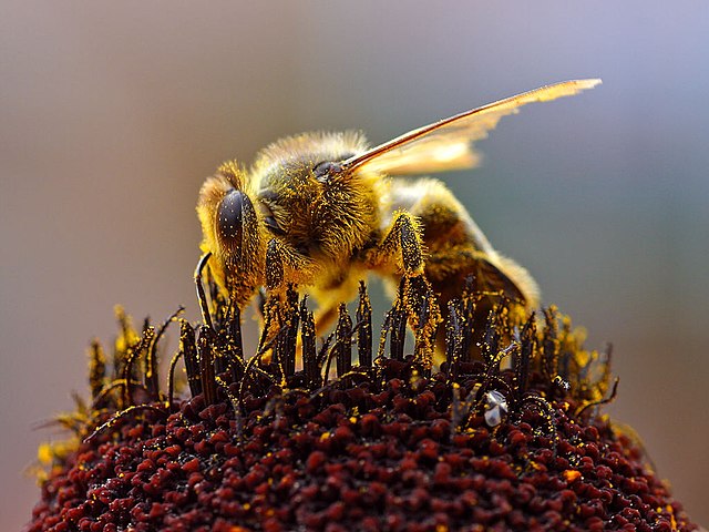 Bees