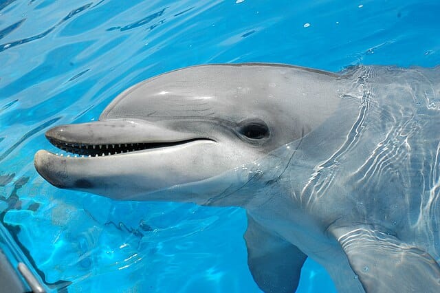 Dolphins
