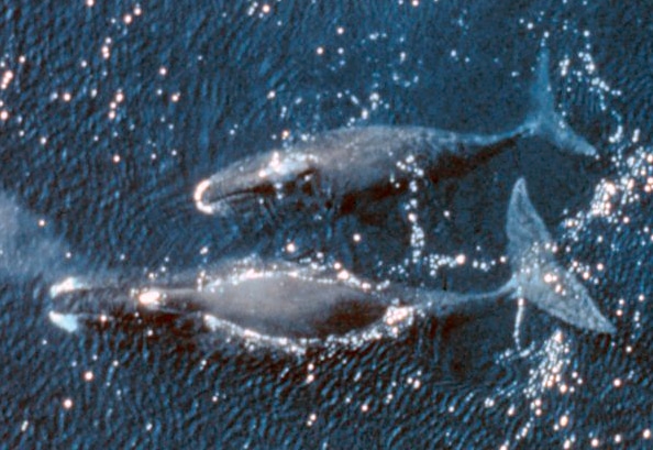 Bowhead