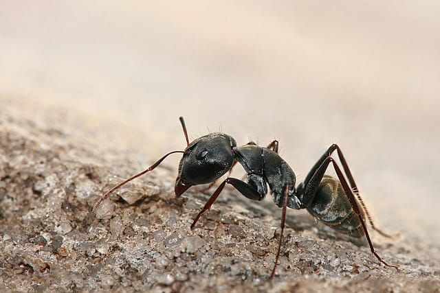 Ants
