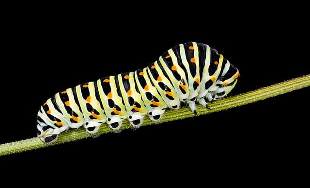 Caterpillars