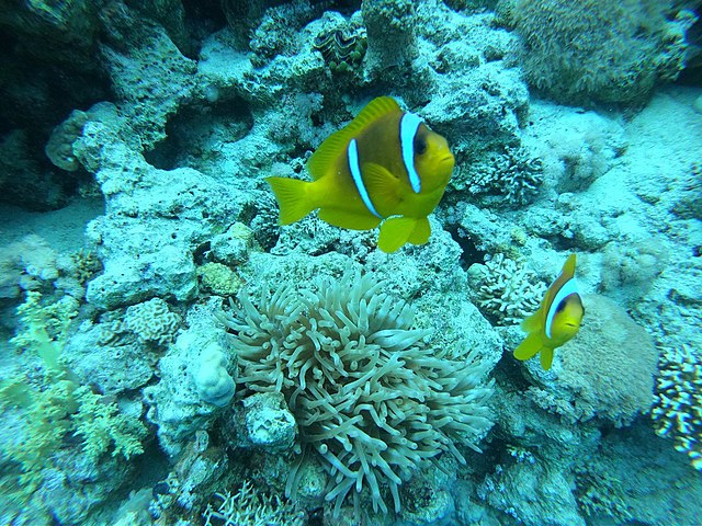Clownfish