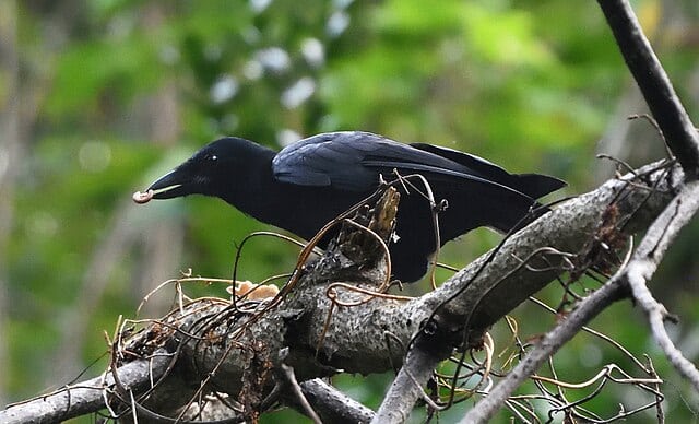 Crows