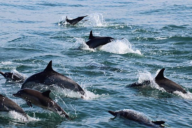 Dolphin