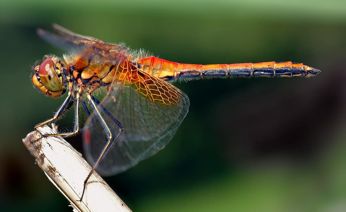 Dragon Flies