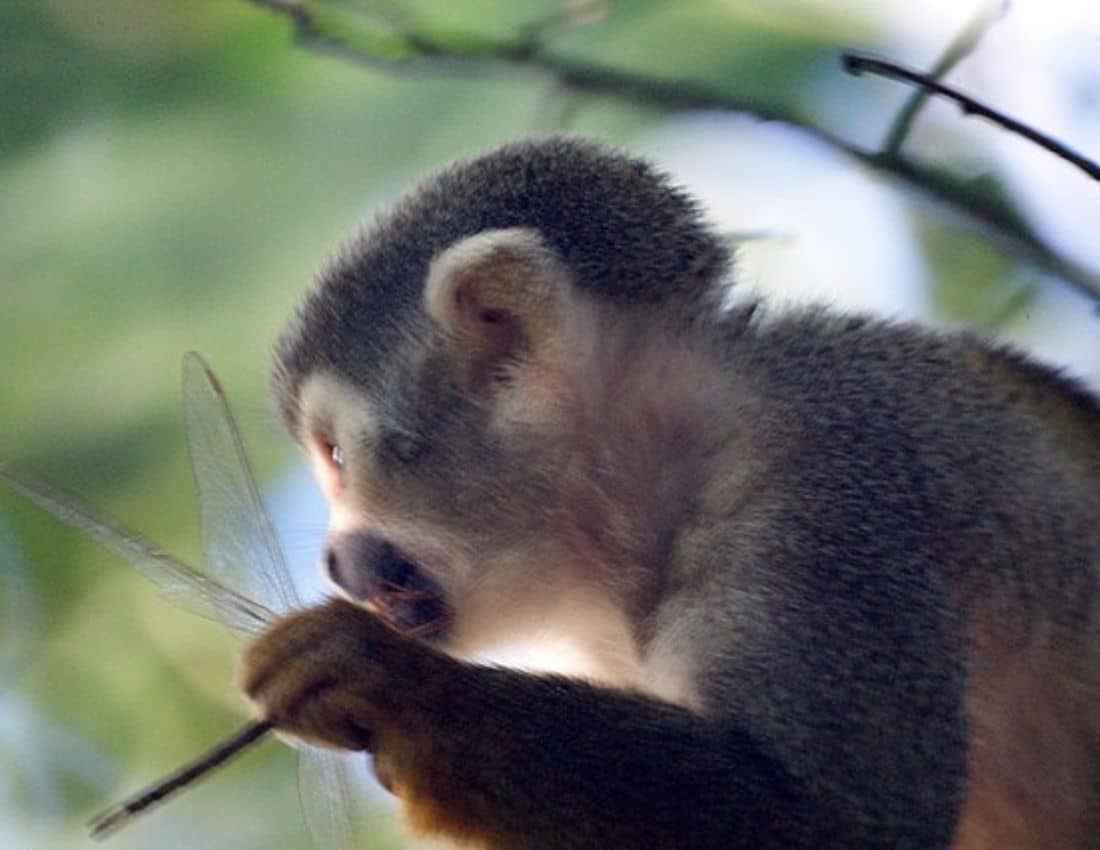 monkey eating