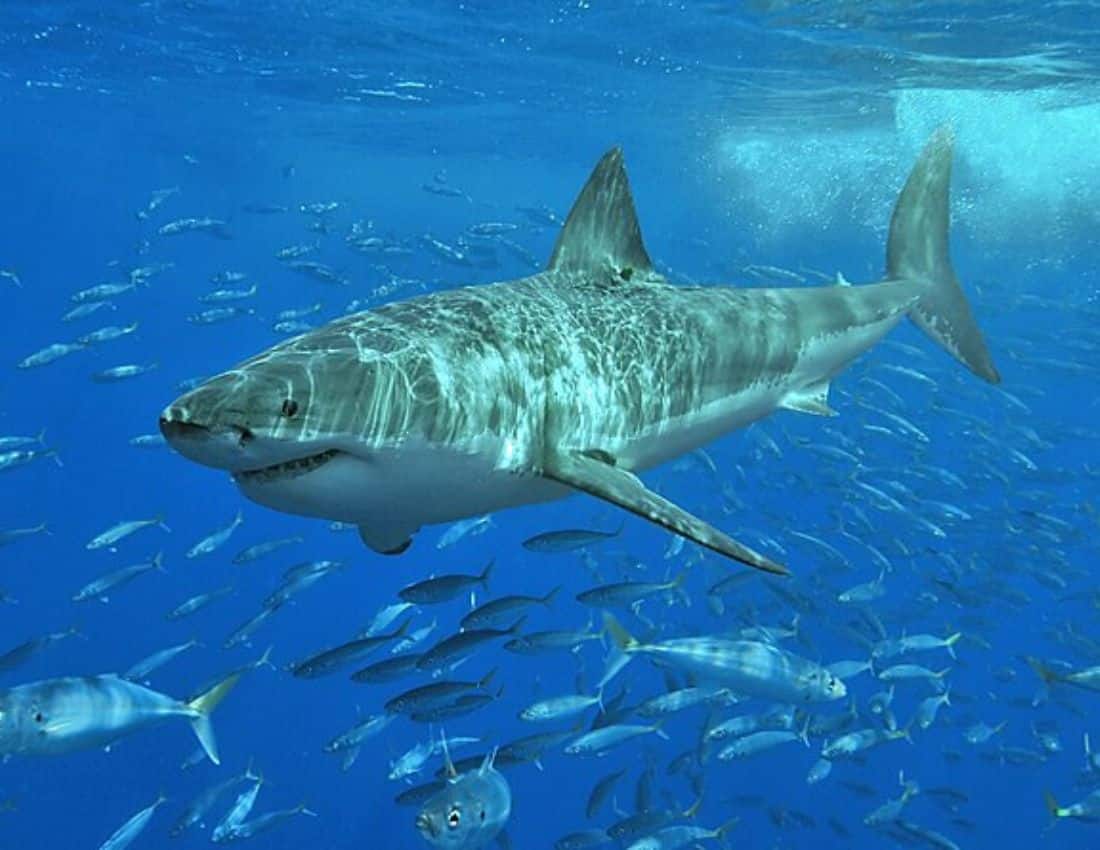 White Shark