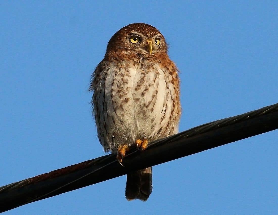 The Most Intelligent Birds in the Skies - Smore Science