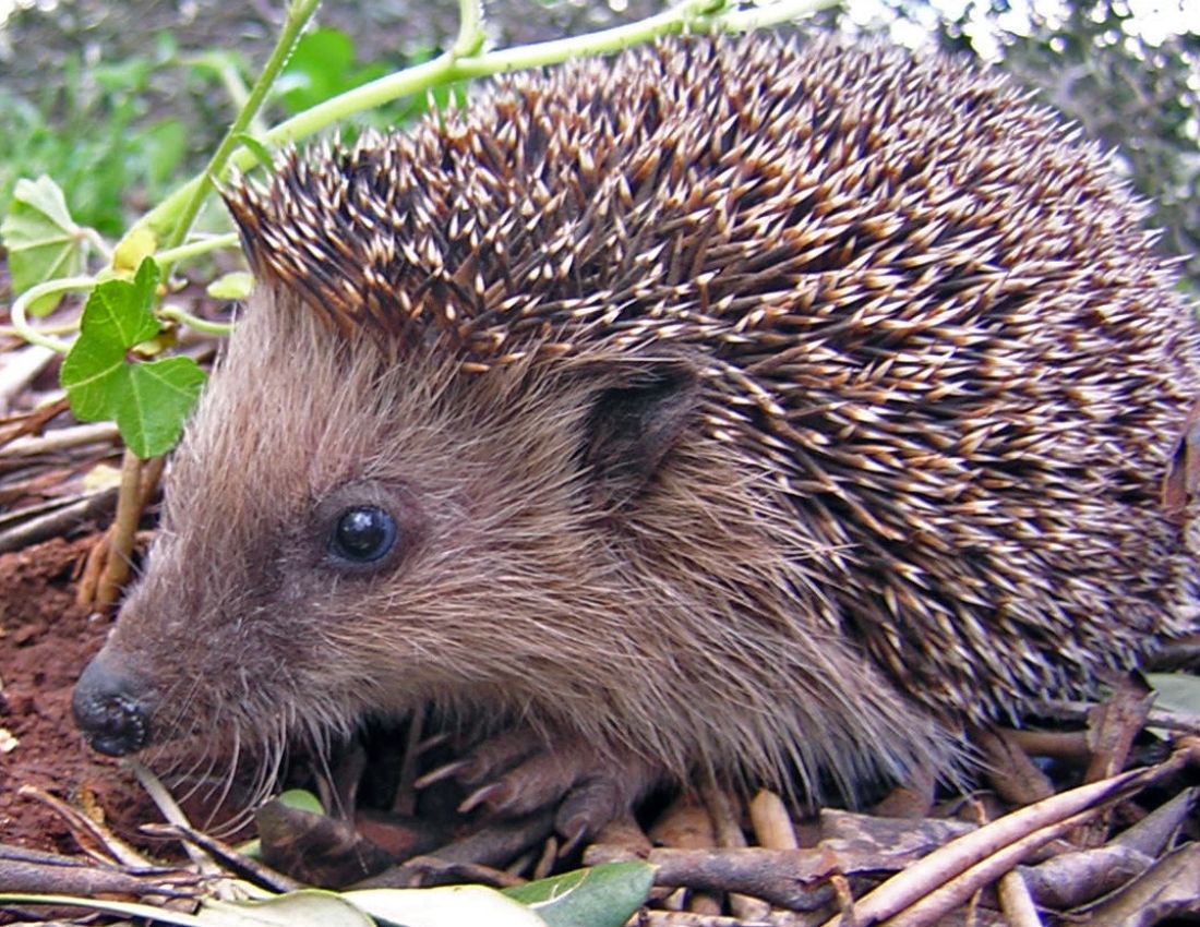 Unique Animals Defence Mechanisms