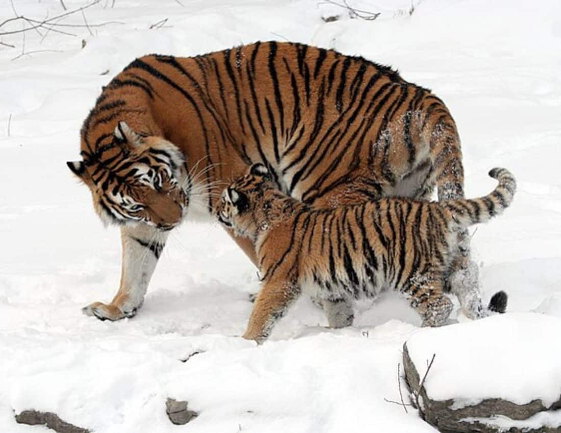Siberian Tiger