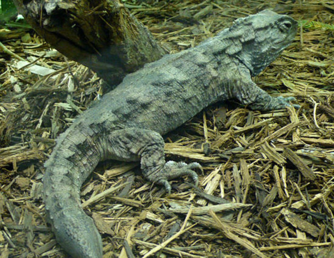 Tuatara