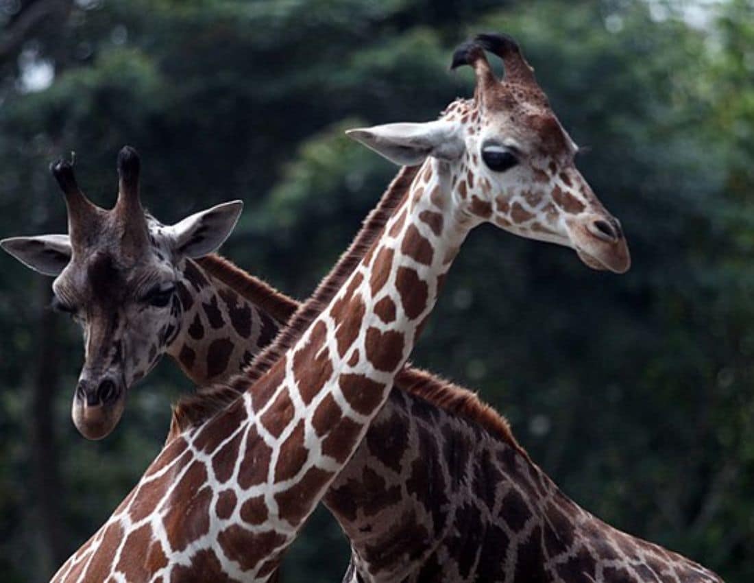 Giraffes