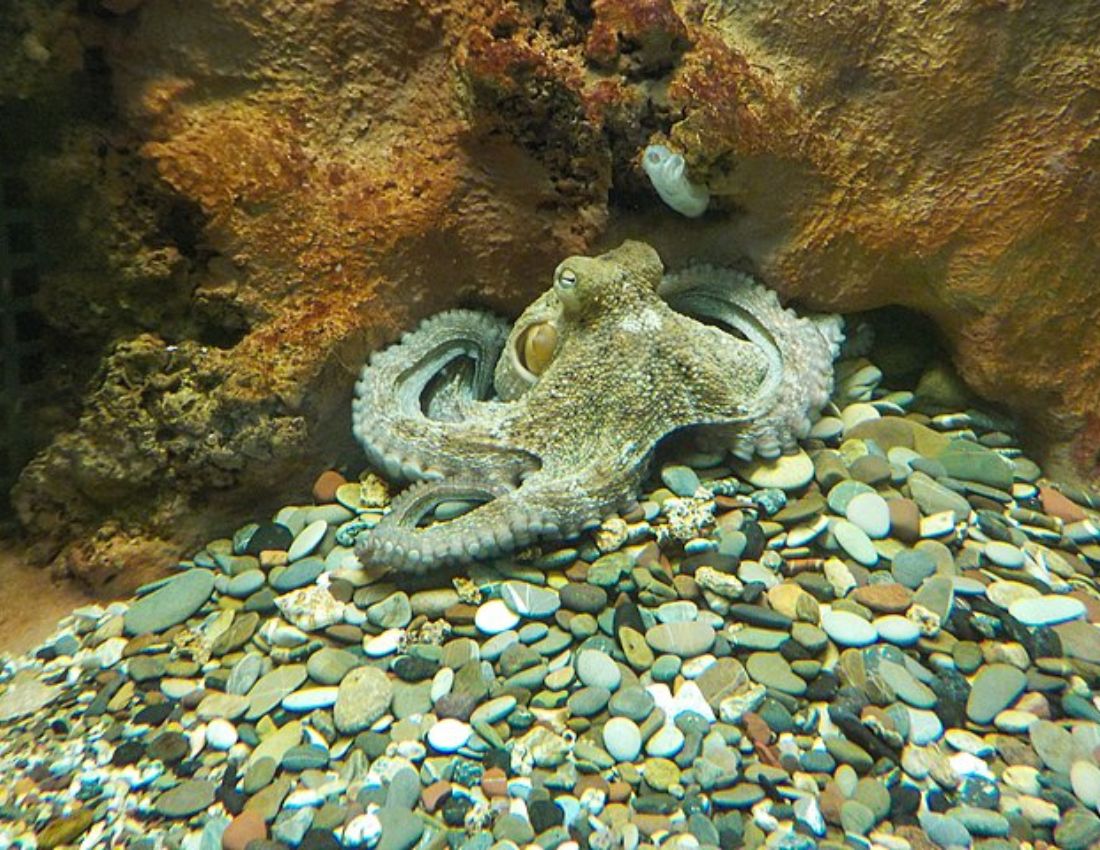 Octopuses