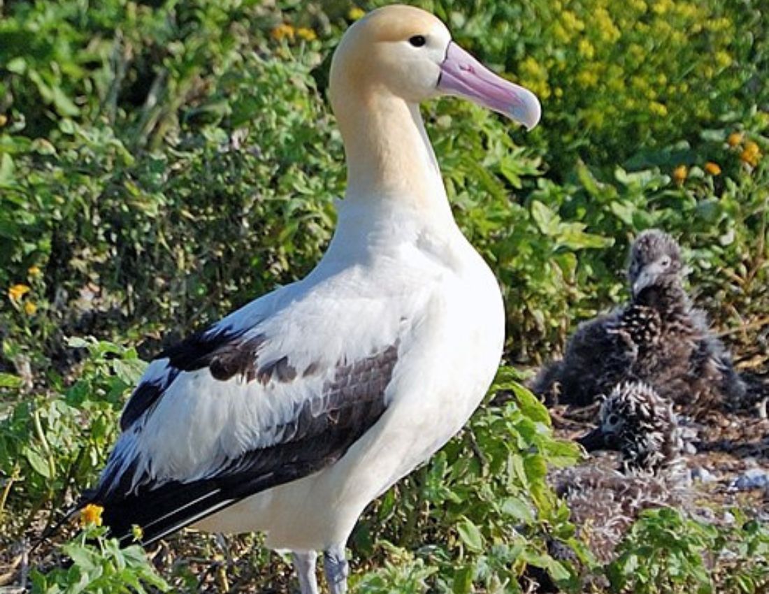 Albatross